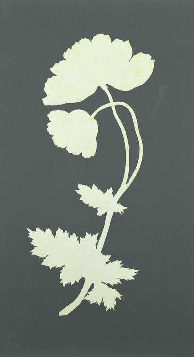 Mohnblume von Philipp Otto Runge